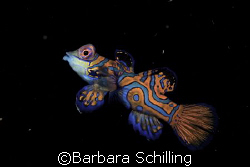 Mandarin Fish looking for his mate! Taken with Canon 20 D... by Barbara Schilling 